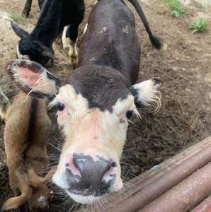 Meet your Posher, Wade